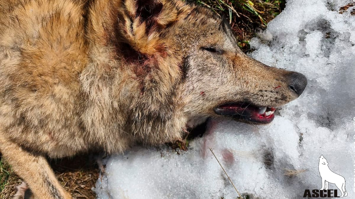 Denuncian ante la Fiscalía la muerte por disparo de un lobo en Palencia