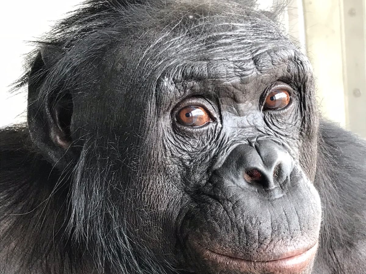 La capacidad de imaginar ya no es solo de los humanos: los bonobos pueden