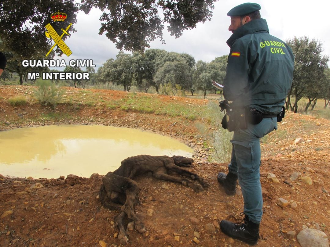 Animal muerto en la finca de El Casar