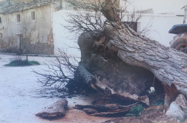 El olmo viejo de Cuevas de Velasco murió en el año 1990.