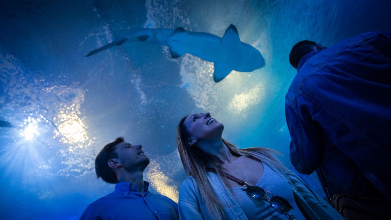 Foto del Oceanogràfic de València