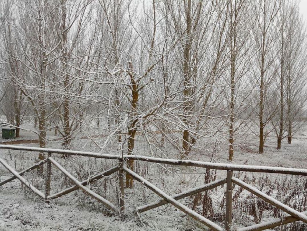 La nieve cae sobre árboles, plantas y jardines