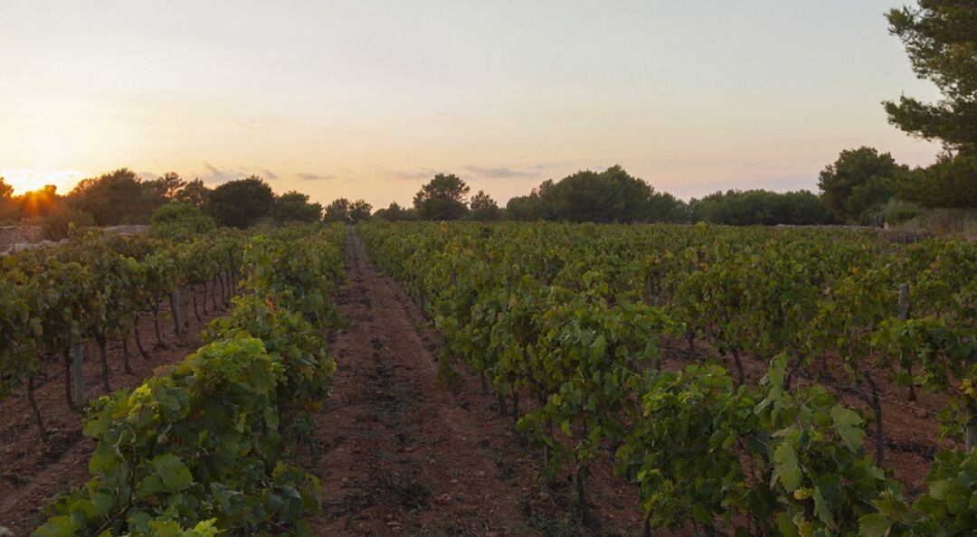 Apuesta por el producto local.