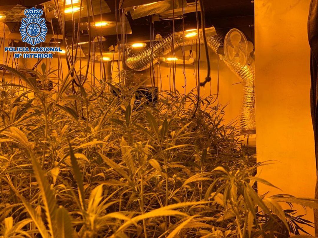 Incautación de plantación de marihuana indoor en la capital cordobesa