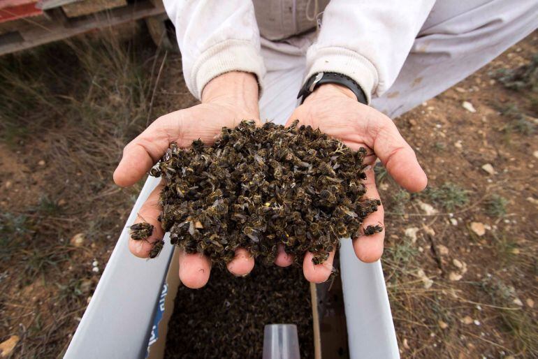 Los científicos alertan de la mortandad de abejas a causa de los insecticidas basados en la nicotina, los llamados &quot;neonicotinoides&quot;. 