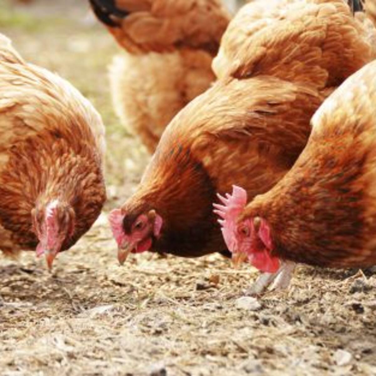 Una macrogranja con hasta 216.000 gallinas está en trámites de autorización en el Concello de Curtis