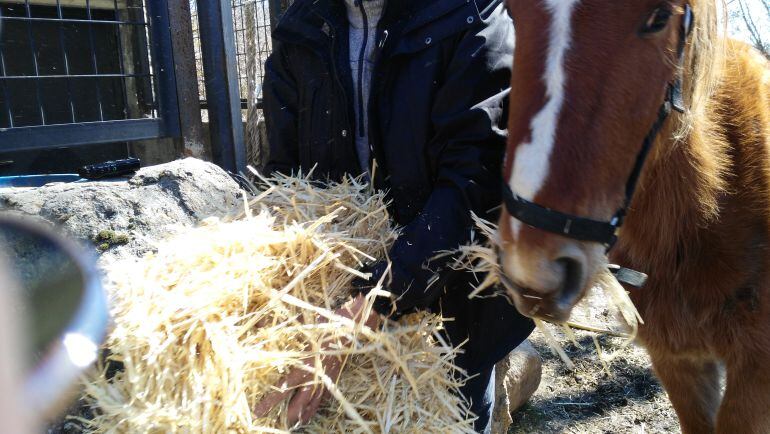 Jan alimenta con forraje a los caballos