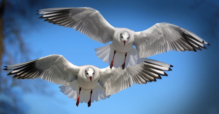 Intercambio de parejas