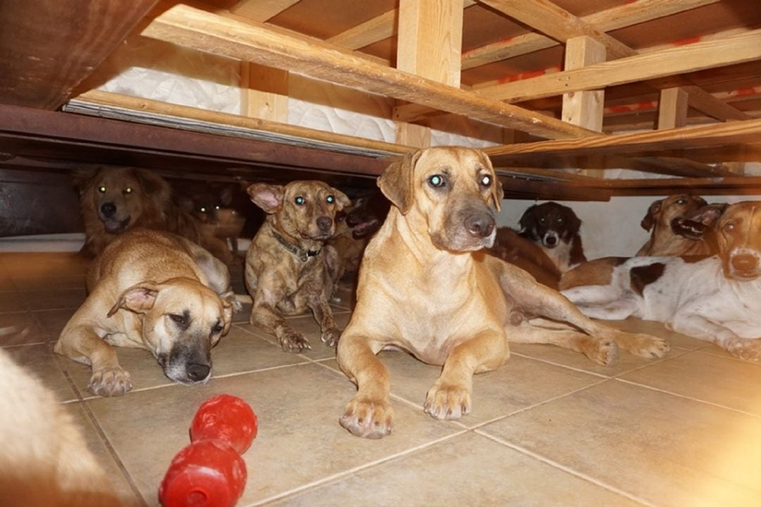 Varios perros debajo de la cama