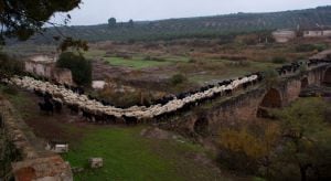 Ganado trashumante a su paso por el Puente Mocho.