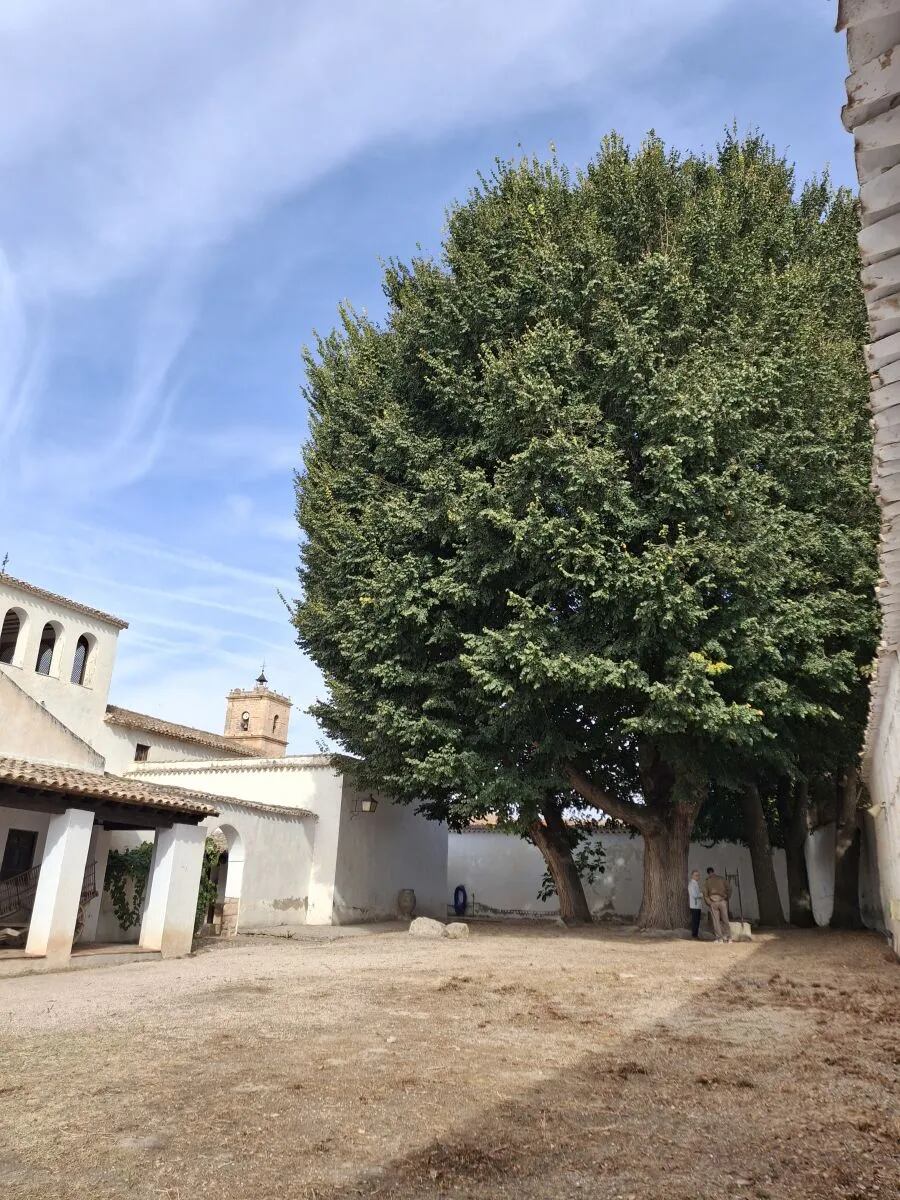 Olma del Museo Casa de Dulcinea, en El Toboso
