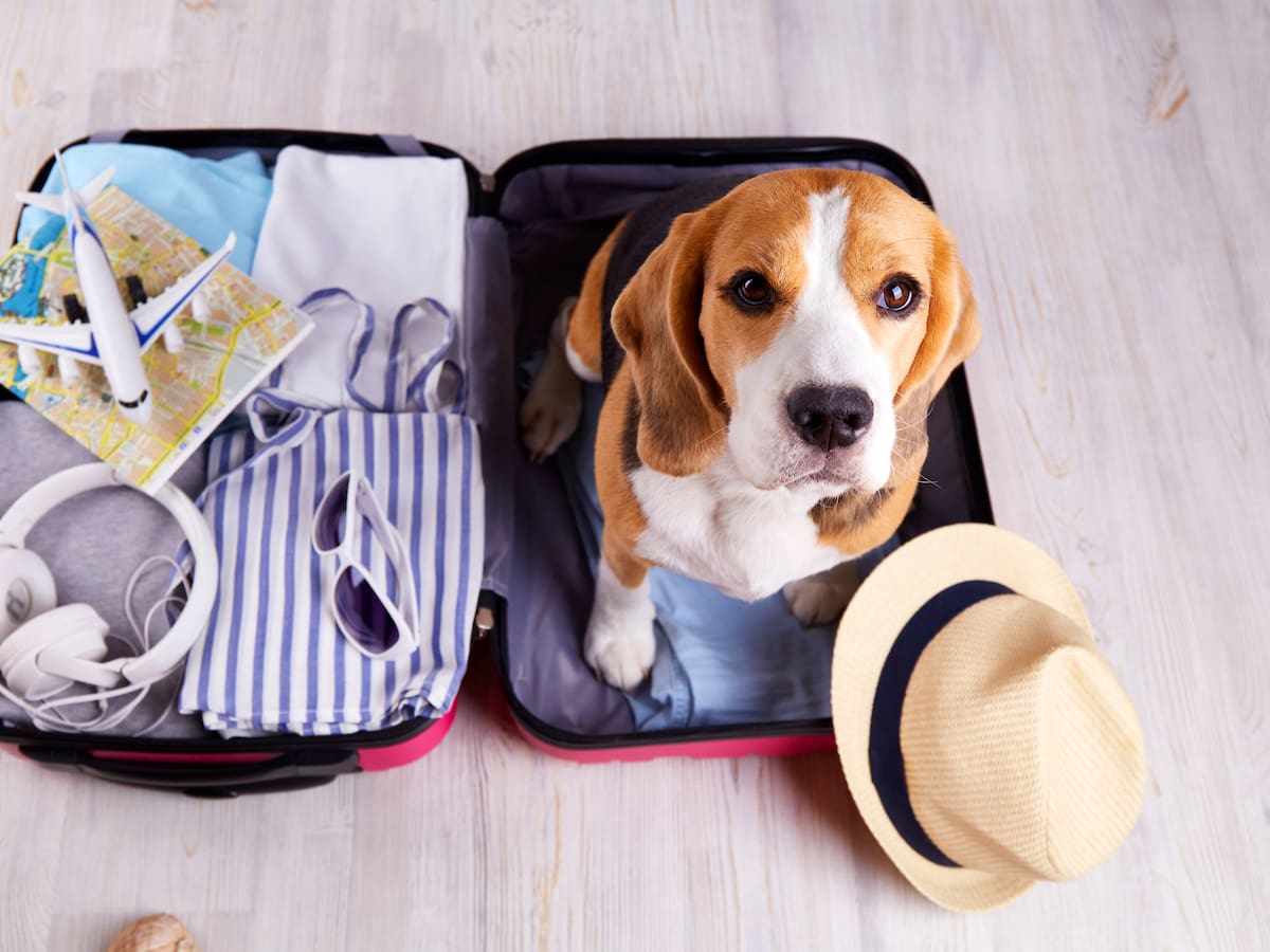 Las CCAA que tienen que "ponerse las pilas" en los viajes con mascotas y los mejores países para ir con animales