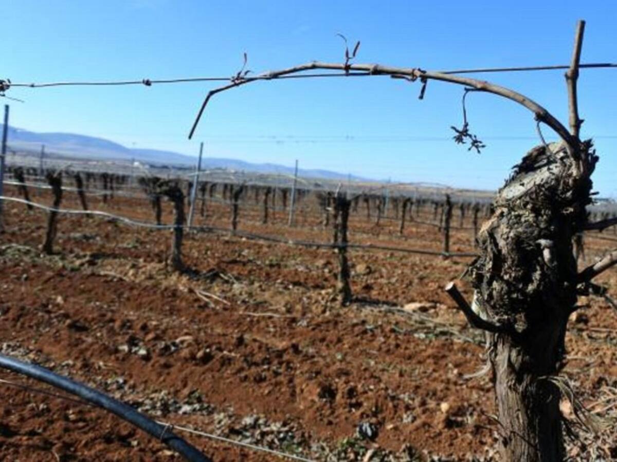 CLM obtiene un 55,6% de la superficie asignada a nivel nacional de nuevas plantaciones de viñedos para esta campaña