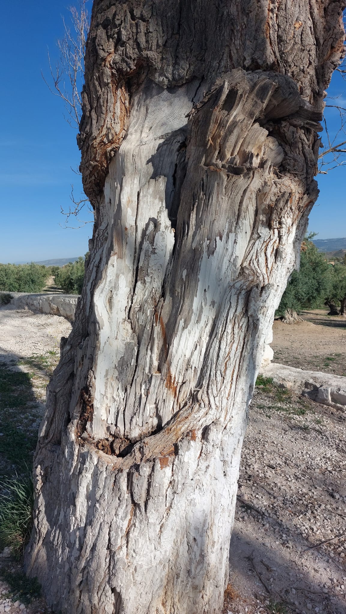 Detalle del tronco del árbol