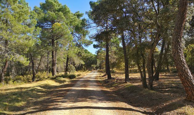 Camino de subida al cerro del Talayuelo.