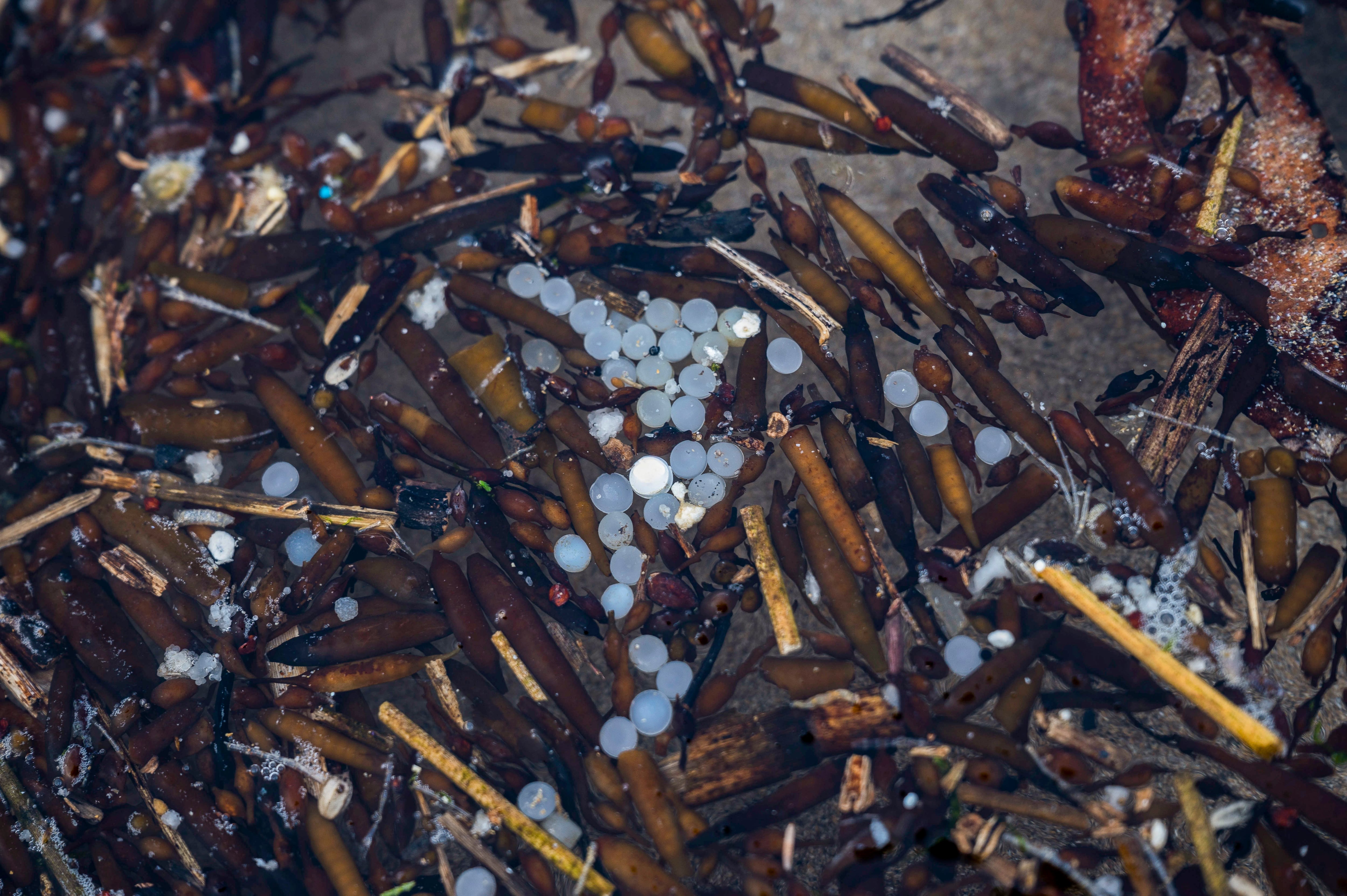 SANTANDER, 09/01/2024.- Detalle de los pellets de plástico acumulados en la playa de La Virgen del Mar, en Santander, después de que el buque 'Toconao', con bandera de Liberia, perdiera 26.250 kilos de estas diminutas bolitas frente a las costas portuguesas. EFE/Pedro Puente Hoyos