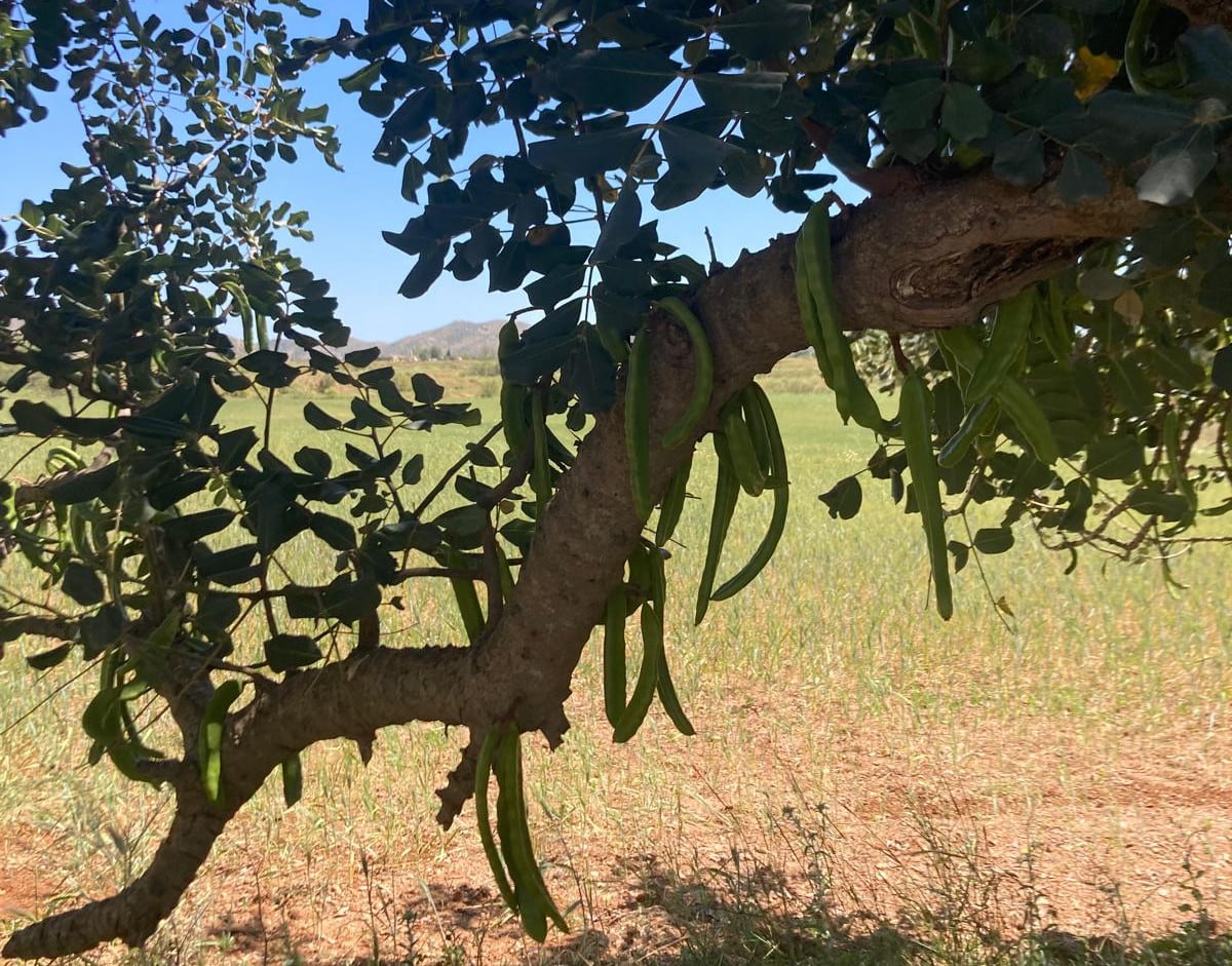 El algarrobo mediterráneo, ceratonia siliqua, produce unas vainas de unos 15 cm de longitud, de color verde y pardas cuando ya están maduras. La vaina tiene un sabor dulce muy agradable. Molida sin semillas se consigue la algarrobina, usada en la alimentación humana y como composición de pienso para animales
