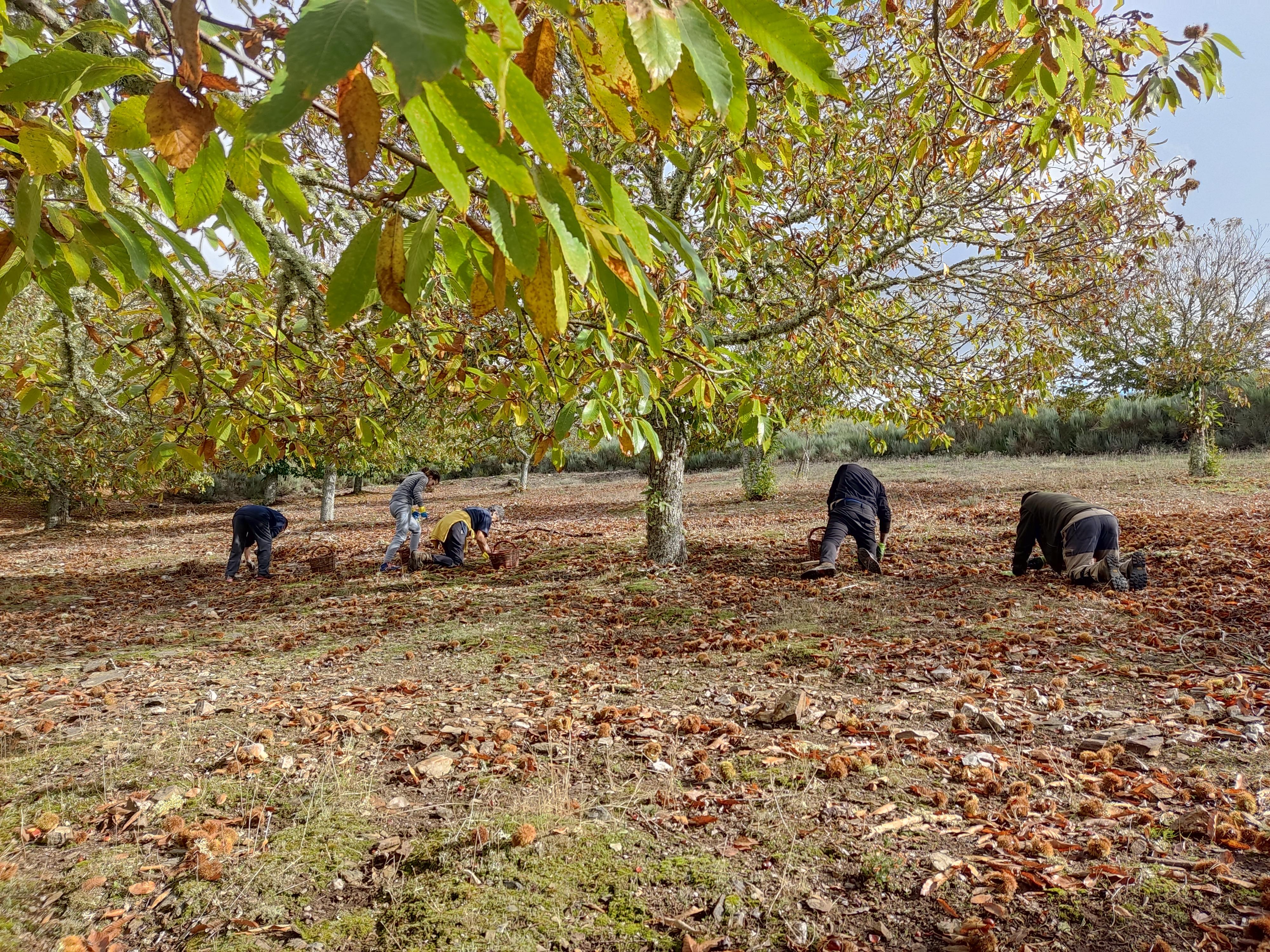Recogida de castañas