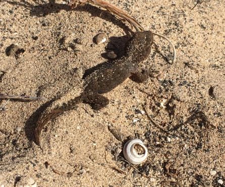 El cadáver disecado de un perenquén que murió calcinado al quedar atrapado en el interior de la botella