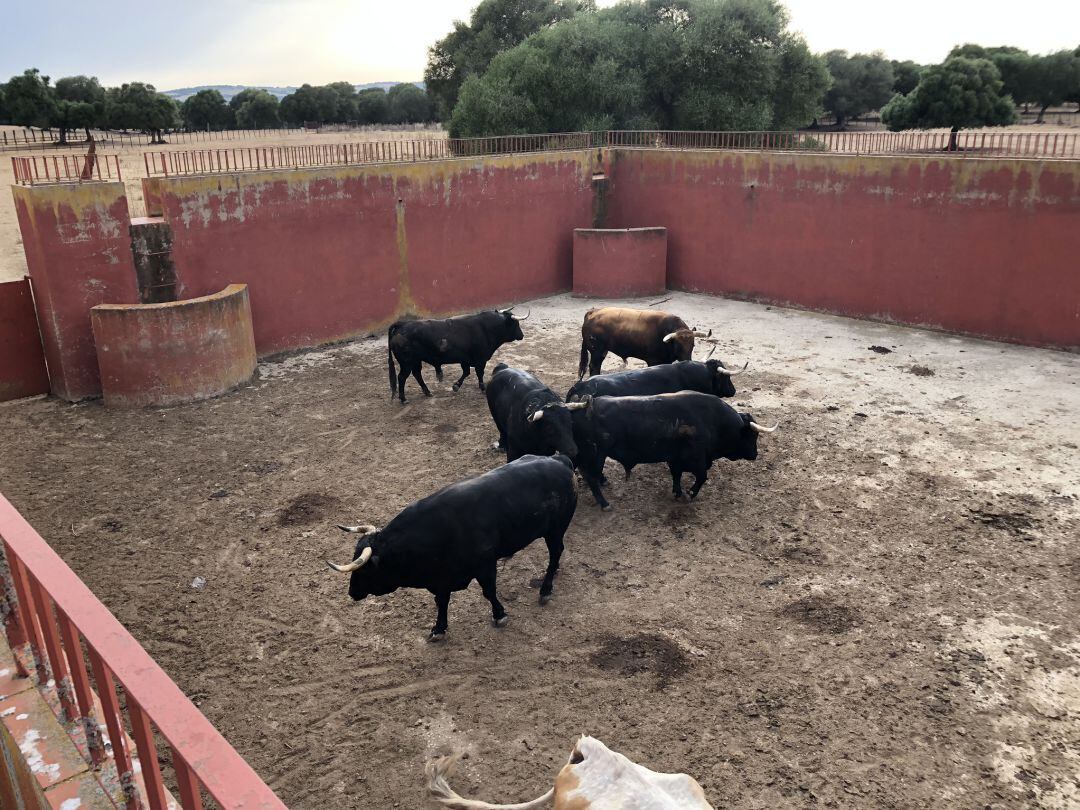 Una de las ganaderias de los encierros de Cuéllar para el ciclo de 2019 previo al embarque de las reses