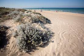 Playa de l&#039;Arbre del Gos