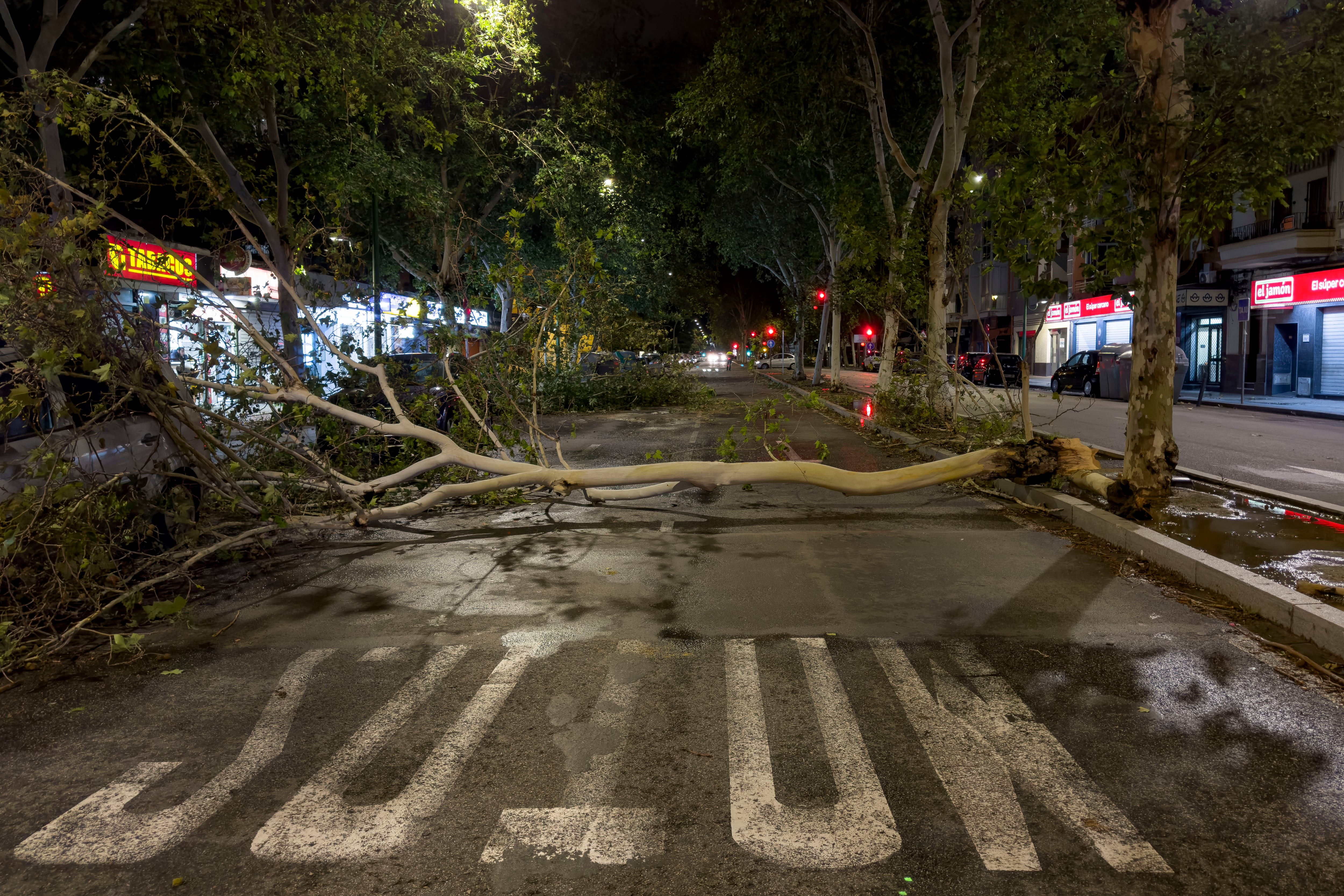 Uno de los innumerables árboles que han caído al suelo a lo largo de la tarde de este domingo debido al fuerte viento y lluvia que ha azotado Sevilla. EFE/David Arjona