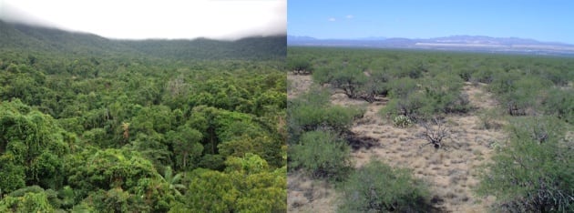 Figura 3. Los incendios pueden transformar el bosque tropical (izquierda) en una sabana (derecha).