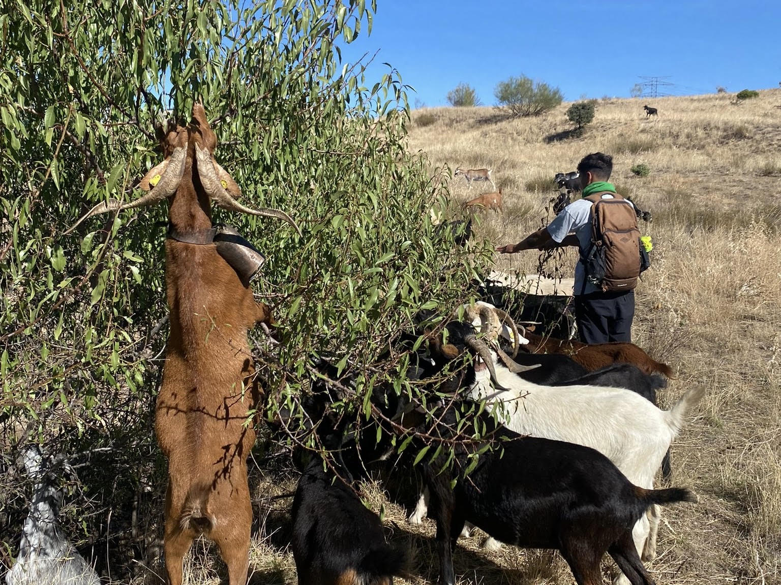 Las cabras de Javier de los Nietos han participado en la serie &#039;El apagón&#039;.