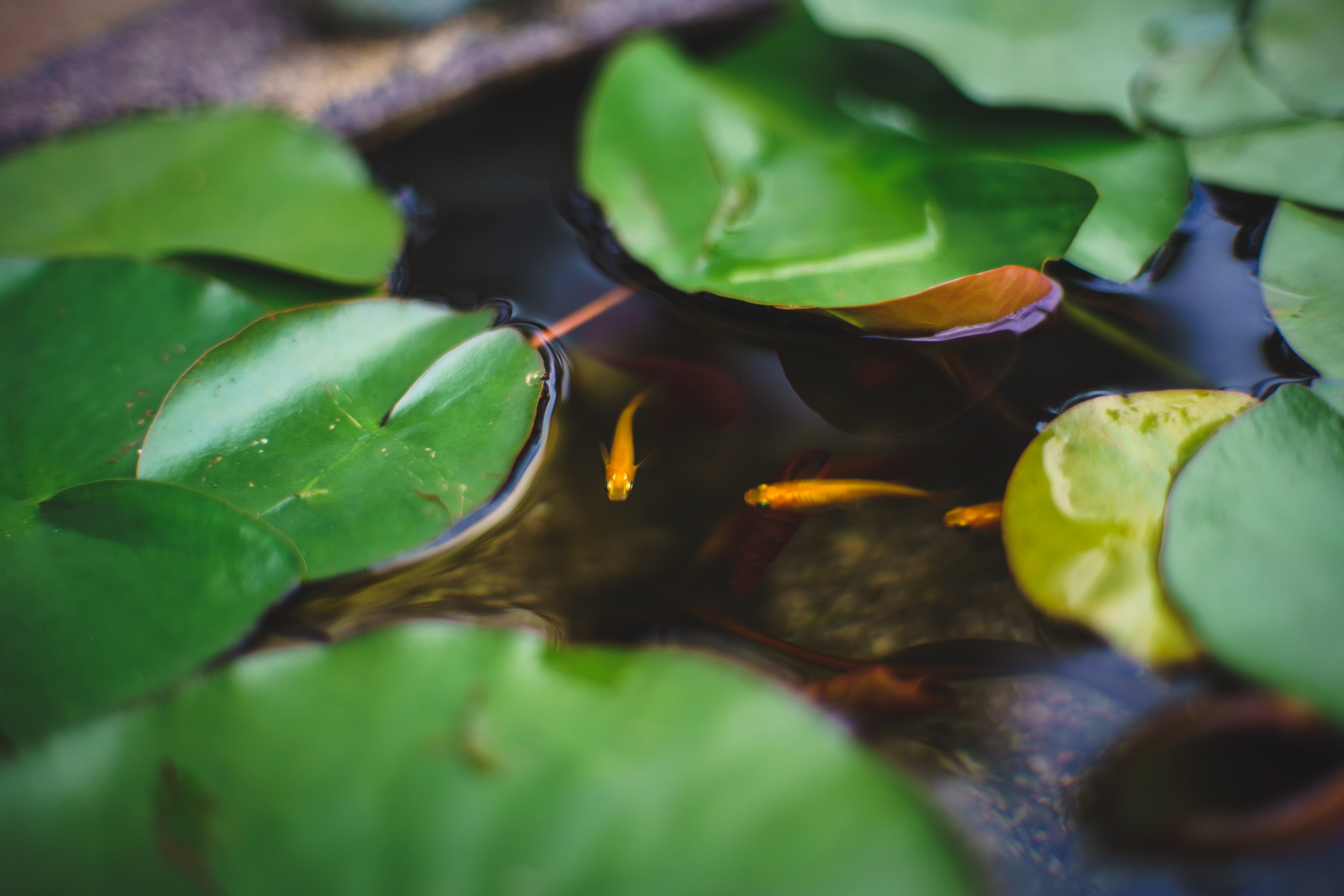 Imagen de archivo de peces en un estanque