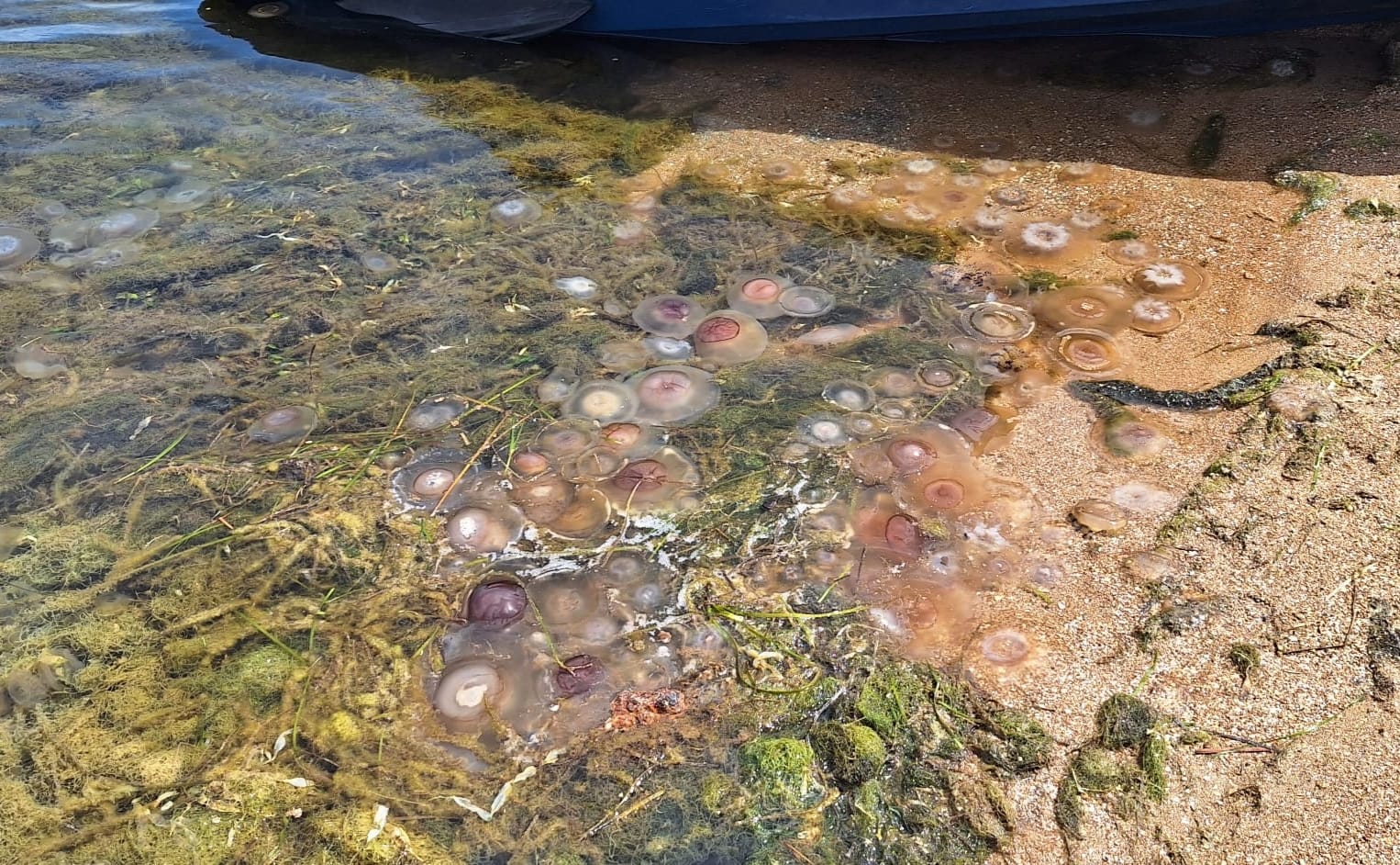 Medusas este sábado en Playa Honda, en el municipio de Cartagena