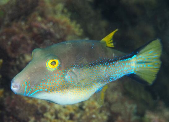 Gallinita canaria, especie emparentada con el pez globo