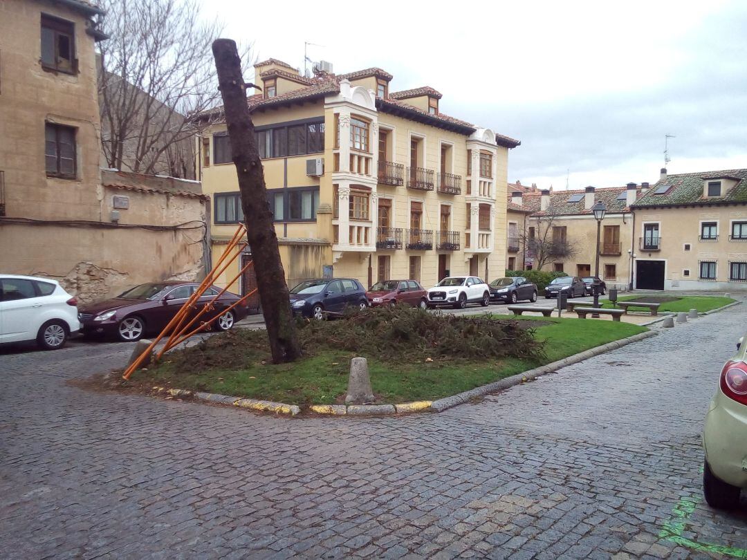 Árbol afectado por el viento en la Plaza de Conde Cheste