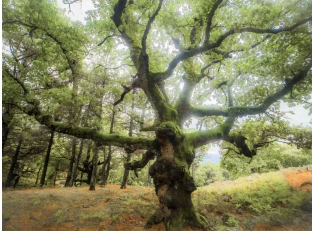 Los once árboles españoles candidatos a Árbol Europeo del Año.