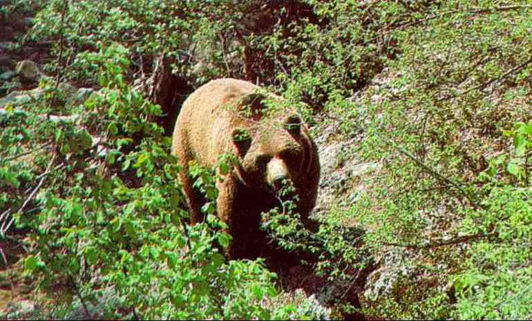 El oso pardo al igual que el lobo y el urogallo, son los animales más representativo de la fauna de la Reserva de Muniellos.