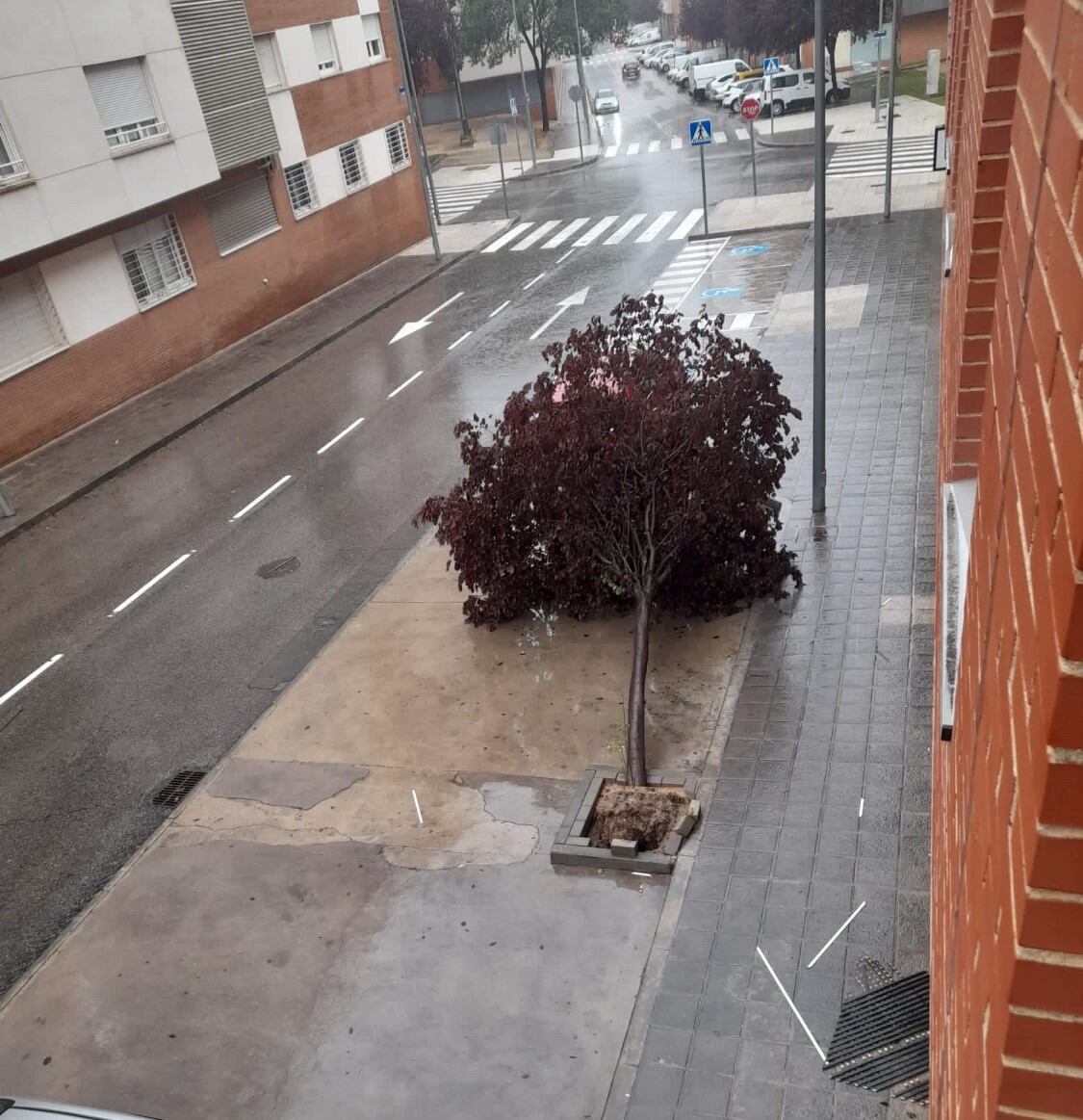 Árbol caído en el barrio de El Fuerte