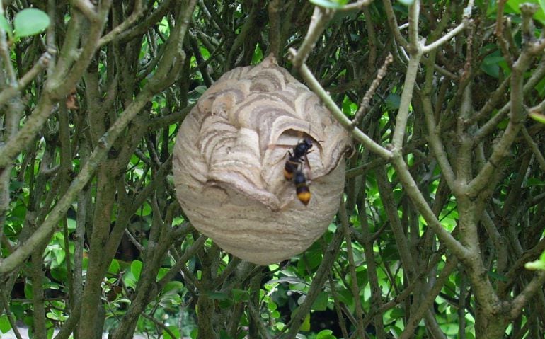 Nido de avispa asiática