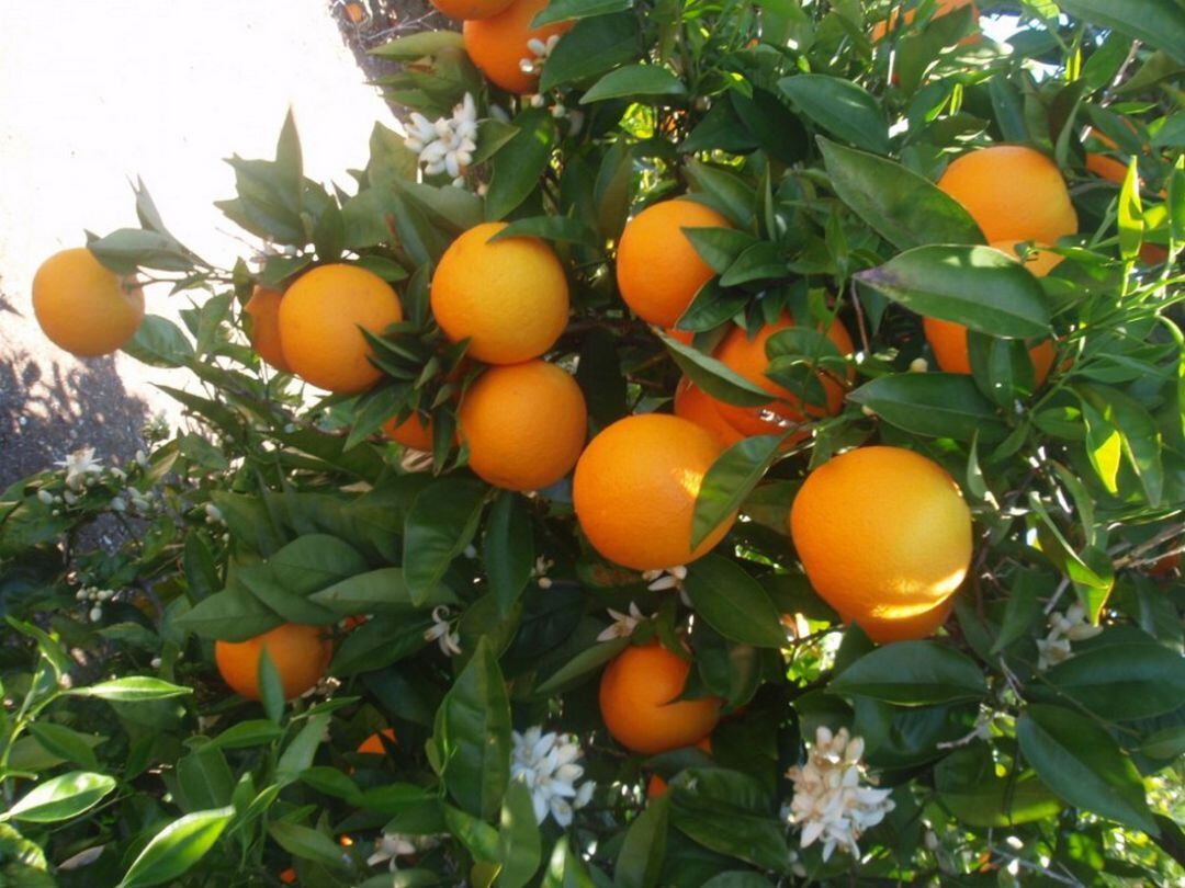 Imagen de archivo de naranjas en la Comunitat Valenciana. 