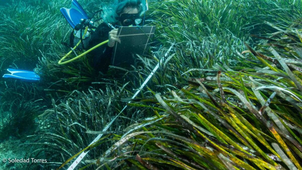 El GEN recomienda proteger Cala Vedella para frenar la degradación de la posidonia