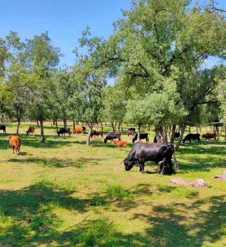 Las ganaderías de reses bravas de la provincia de Cuenca afrontan un verano sin festejos taurinos.