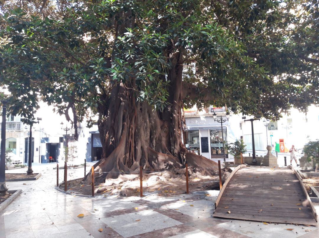 Árbol centenario de la Plaza de Gabriel Miró