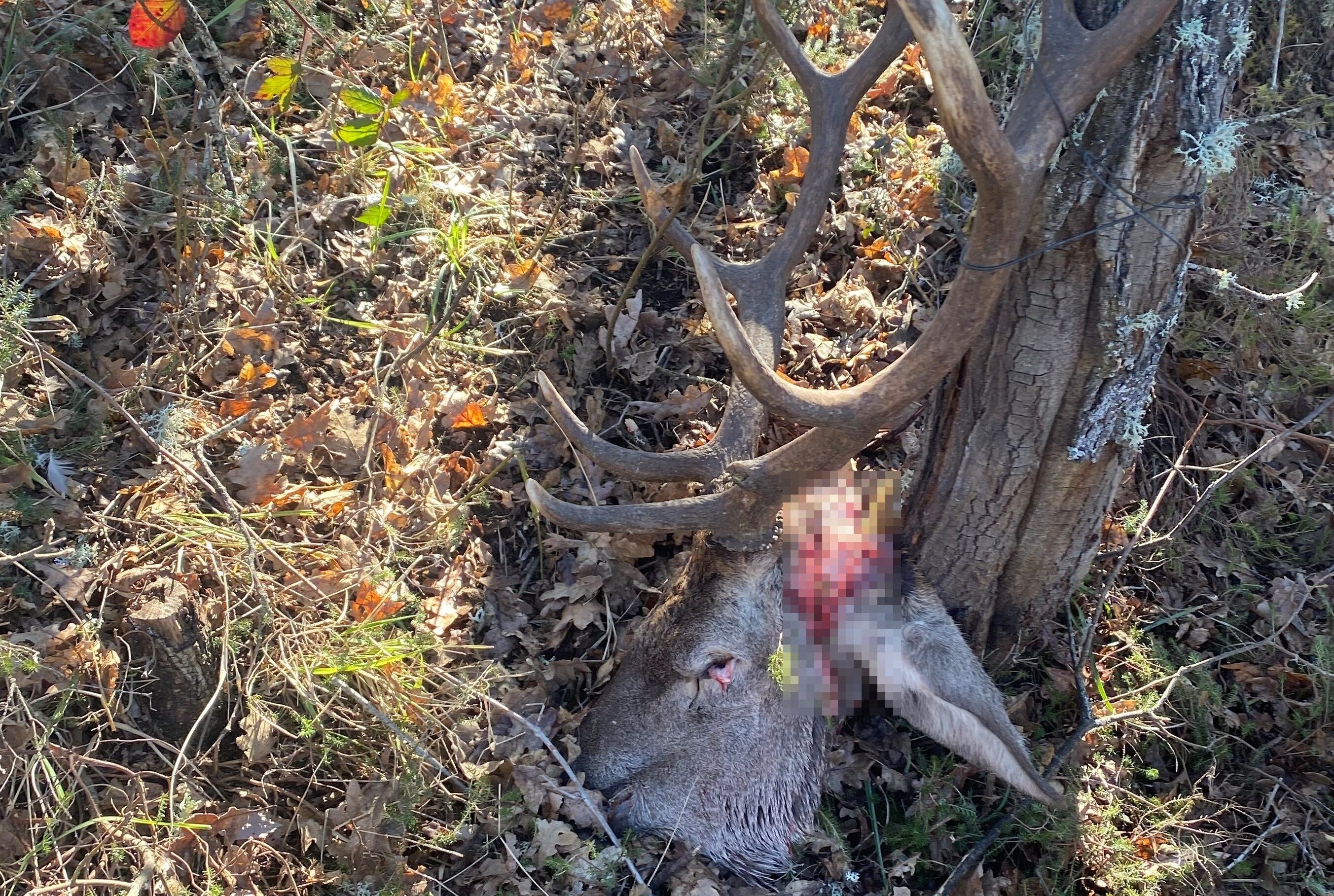 El hallazgo de una cabeza de ciervo atada a un árbol desvela un caso de caza furtiva en Aguilar de Campóo