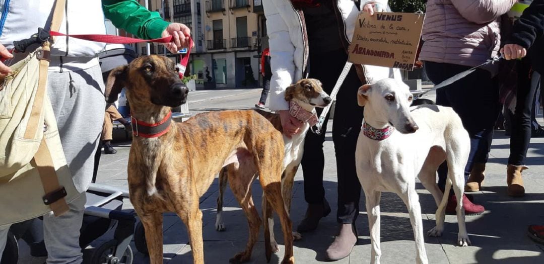 Tres galgos que participaron junto a sus dueños en la manifestación que tuvo lugar el año pasado en Jaén.