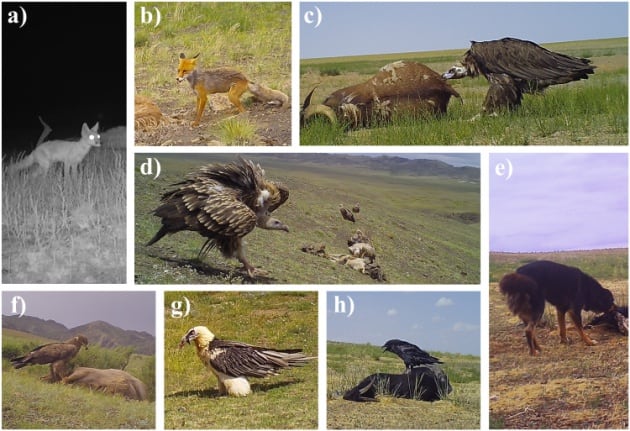 Especies carroñeras en el desierto del Gobi, Mongolia