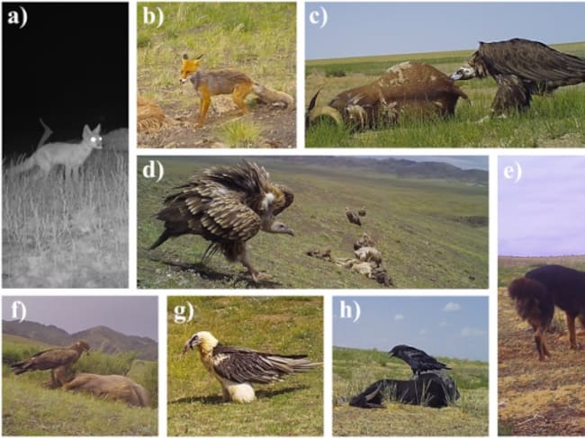 Especies carroñeras en el desierto del Gobi, Mongolia