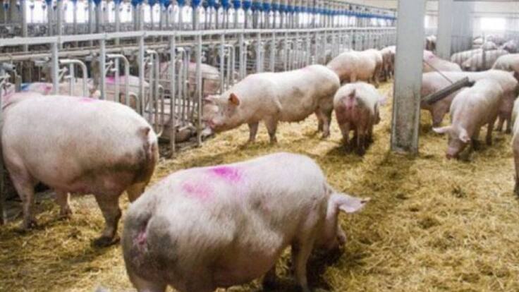 Entrevista con Rosa Micas, una de las coordinadoras de la Plataforma Nordeste Limpio, sobre la oposición a la instalación de una macrogranja en Sequera de Fresno