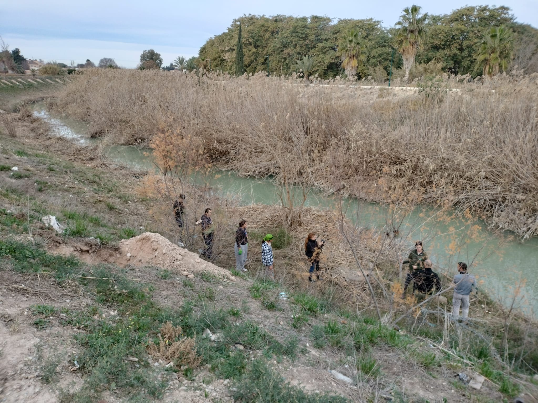 Voluntarios plantando en la ribera del Segura