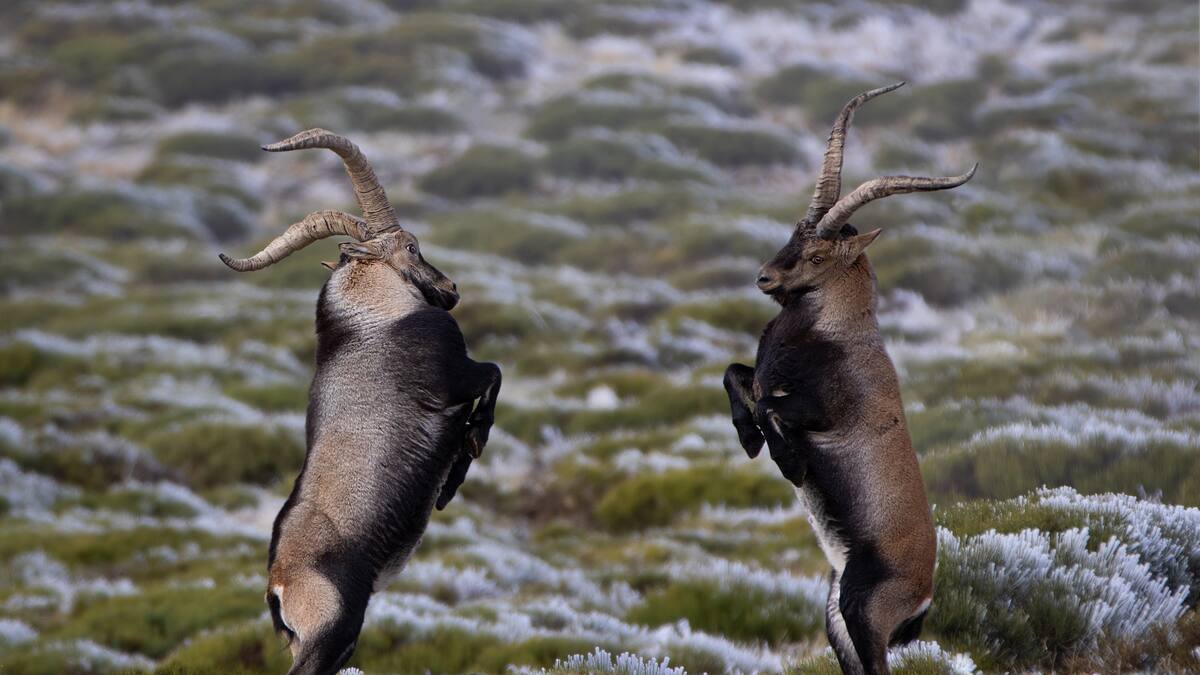 El Guardabosques: el cambio climático
