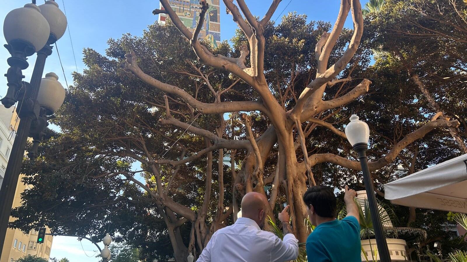 Los socialistas de Alicante denuncian que el Ayuntamiento poda los ficus del Portal de Elche sin el permiso de la Generalitat