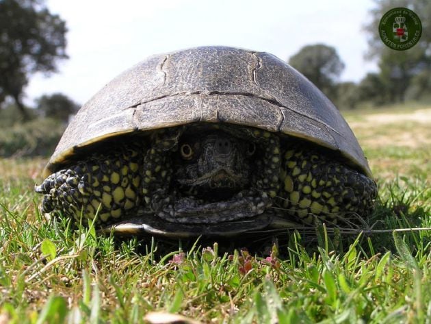 Galápago europeo