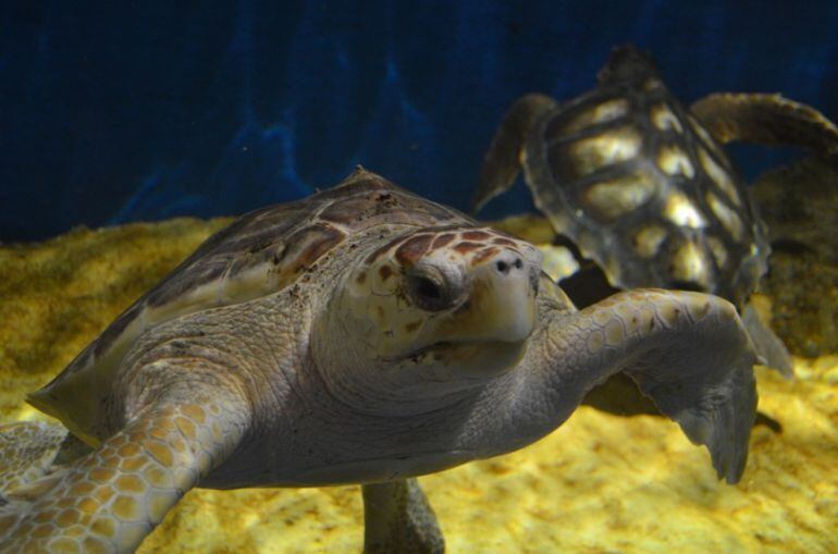 El Acuario recibe dos ejemplares de tortugas &#039;Caretta caretta&#039; con las que iniciará un programa de cría en cautividad de esta especie